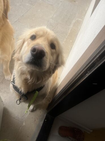 pulsuz piwik: Retriever, 2 il, Dişi, Pulsuz çatdırılma