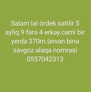 Ördəklər: Məhsul: Lal ördək (Muscovy duck) - Yaş: 5 aylıq - Say: 13 ədəd (9 — 1