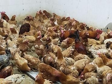 kone kors: 9,10 aylıq damazlıq toyuqlar satılır,hal hazırda yumurtlayirlar — 2