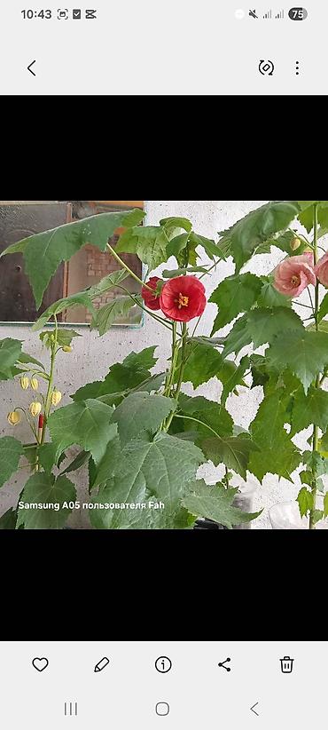 Другие комнатные растения: Абутилон (комнатный клен) — декоративное растение с крупными — 1