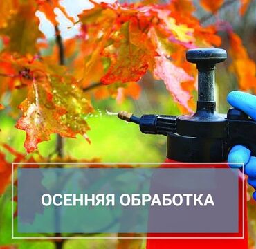 дерево береза: Обработка плодовых деревьев от бактериальных и грибковых заболеваний