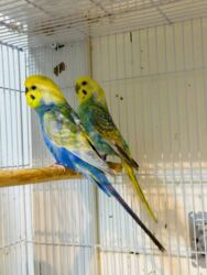 Птицы: Молодежь волнистых папугаев оптом и в розницу)насчёт доставки — 12