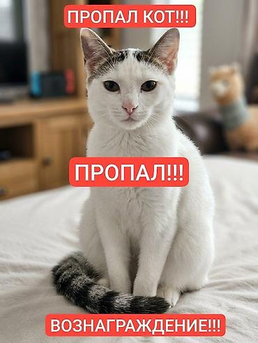 Пропала : Мальчик, Белый at lalafo.kg Пропала : Мальчик, Белый