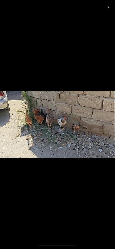 1-10 AZN TEK TEK SATILMIR 8 denedir!!!!!! Yerli kənd toyuqları – lalafo.az -da 1-10 AZN TEK TEK SATILMIR 8 denedir!!!!!! Yerli kənd toyuqları –