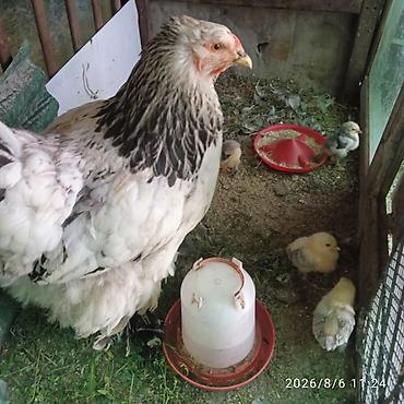 куры живые: Продаю | Куры | Брама | Несушки — 1