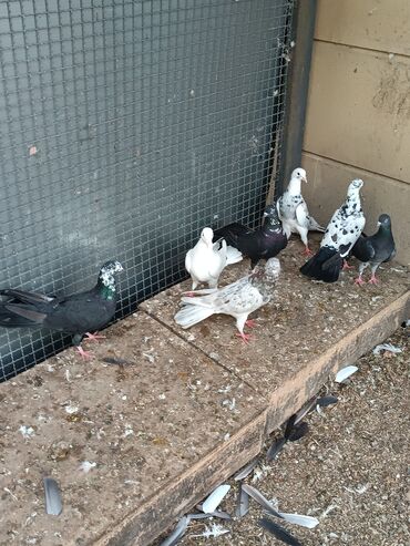 Göyərçinlər: Şəkillərin hamısına baxın. hər cinsdə quşlar satılır . qiymət biri — 9