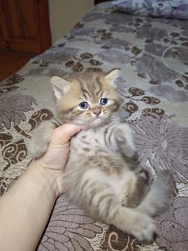 Pişiklər: Britan — 13