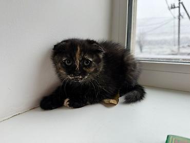 Продажа кошек: Котята 500с каждая . мама вислоухая. 2 месяца котятам. можно забрать с — 4