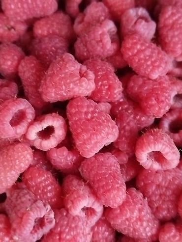 Фрукты и ягоды: Саженцы малины мапема полонез принимаю заказы на саженцы Малина — 16