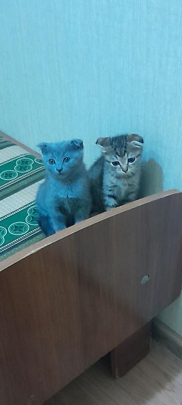 scottish fold satilir: Şotland, Dişi, Erkək, Yaxşı əllərə, Ödənişli çatdırılma, Ünvandan götürmə — 2