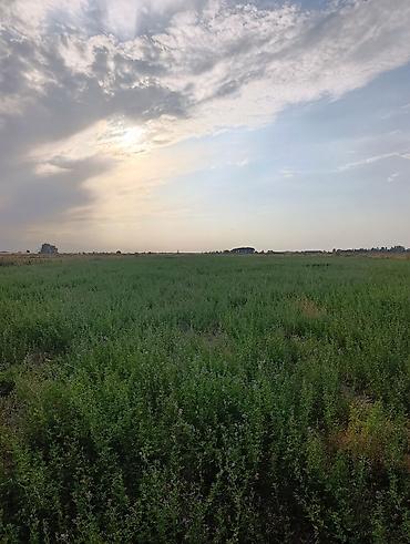 виноградное село: 4000 соток, Для сельского хозяйства — 5
