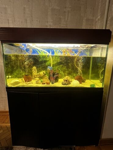 Akvariumlar: Böyük ölçülü şüşə akvarium komplekti - Ön və yanları şəffaf şüşəli — 14