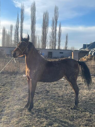 Лошади, кони: Продаю | Кобыла (самка) — 8