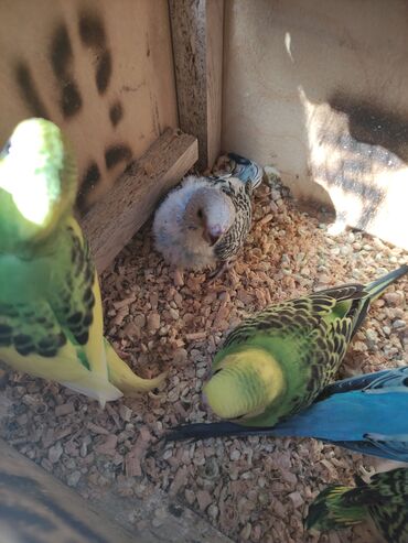 Tutuquşları: Papuqaylar biri 14 Azn erkey disi var — 10