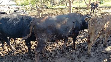 Коровы, быки: Продаю | Бык (самец) | Полукровка | На откорм — 3