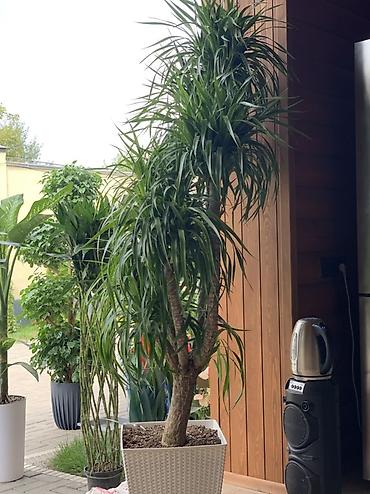 сансевиерия: Драцена деремская (Dracaena deremensis), крупное комнатное дерево в — 3