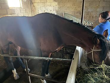 Лошади, кони: Продаю | Жеребец | Рабочий — 4