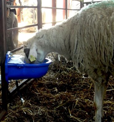 qurbanliq quzu: Yem qabı, Su üçün, Heyvanlar üçün, Ödənişli çatdırılma, Rayonlara çatdırılma, Ünvandan götürmə