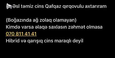 quş yuvasi: Elan: Əsl təmiz cins Qafqaz qırqovulu axtarılır Tələblər: - Tam saf — 1