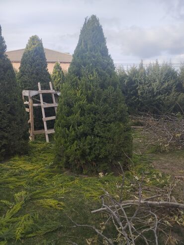 Bağbanlar: Bağban, 35 yaş, Təcrübəli — 3