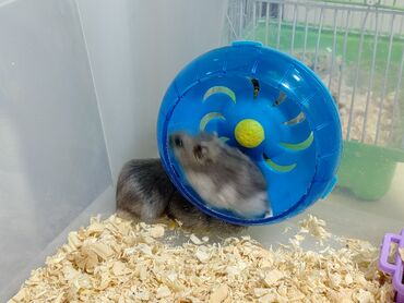 Gəmiricilər: Salam aleykum Cırtdan hamsterlər - Növ: cırtdan (Djungarian) hamster — 11