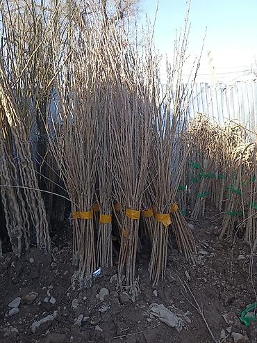 Виноград: Саженцы оптом и в розницу г.Бишкек доставка по городу Все виды — 19