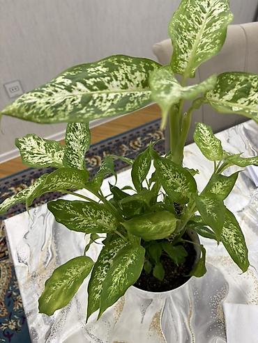 Другие растения: Dieffenbachia (ağ xallı tropik otaq bitkisi) - Növ: Dieffenbachia — 9