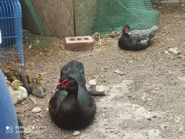 Другие с/х животные: Утята Индоутки Тяжёлая Линия. Индоутята. Фендибоберных Солидных — 9