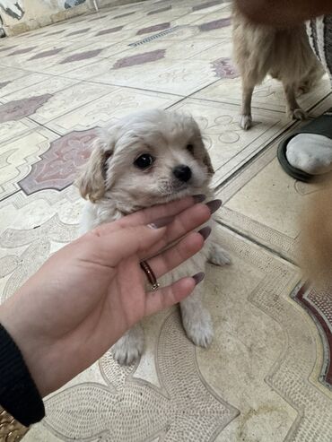 İtlər: 2 ay — 13