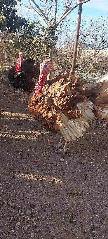 Cücələr: Hinduşka cücələri, Ətlik — 6