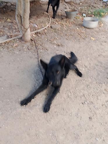 dişi it adlari azeri: 2 il — 1