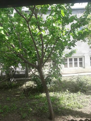 Uzunmüddətli kirayə evlər: Tələbə oğlanlar və iş adamları, Hər şəraitli otaq. Sürətli internet -da lalafo.az — 12 Uzunmüddətli kirayə evlər: Tələbə oğlanlar və iş adamları, Hər şəraitli otaq. Sürətli internet — 12