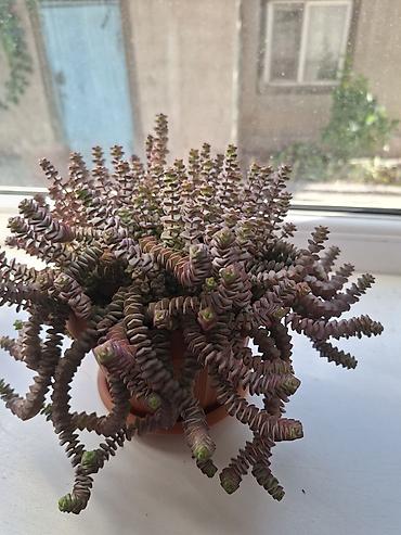 за неделю: Комнатные суккуленты в горшках 1) Сансевиерия хаки (Sansevieria — 6