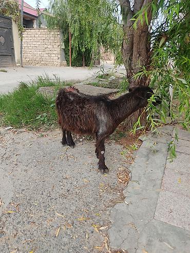 Рогатый скот: Самка, лет: 3 — 7