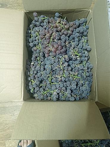 продаю овец: Виноград Оптом, Самовывоз — 3
