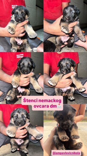 veliki kavez za papagaje: Štenci nemačkog ovcara.Karakteristične boje za rasu, sa crnim licem i