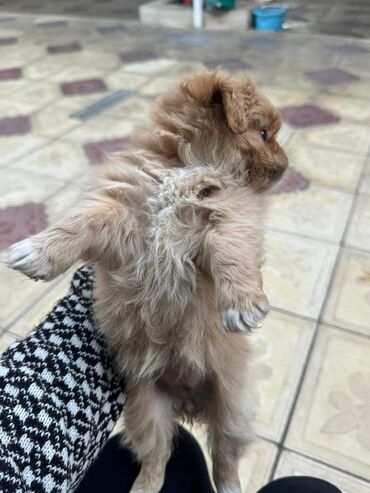 İtlər: Pekines, 2 ay — 14