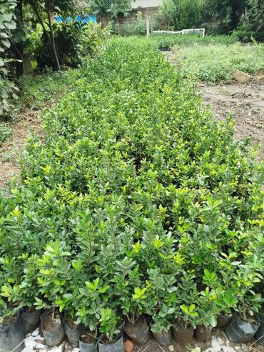 Ağaclar: Dekorativ agaclar — 11