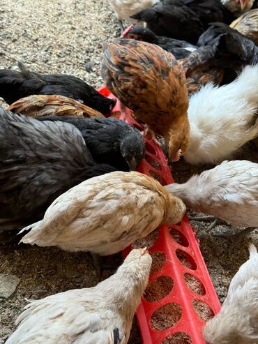карлики: Продаю Цыплят Домашняя порода Мясо/Яйца!!! Продаю Карликов Япошки