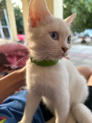 Pişiklər: Dişi, Yaxşı əllərə, Ödənişli çatdırılma — 6