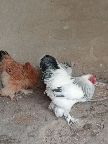 yumurtaliq toyuq satisi: Toyuq, Brama, Damazlıq, Ödənişli çatdırılma