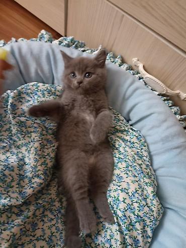 ярки матки: Здравствуйте в наличии 3 котёнка. 2 мальчика и одна девочка Британский — 3