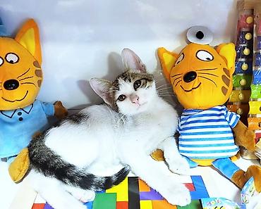 bala pişik satışı: В самые добрые ручки. Котенок-мальчик возраст - 2,5 мес. Красивый — 1