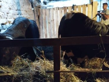 Коровы, быки: Продаю | Бык (самец) | На откорм, На забой, Для разведения