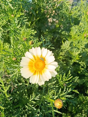 хонча новруз: Payızgülü (Chrysanthemum coronarium) – dekorativ, yeməli yarpaqlı və — 9