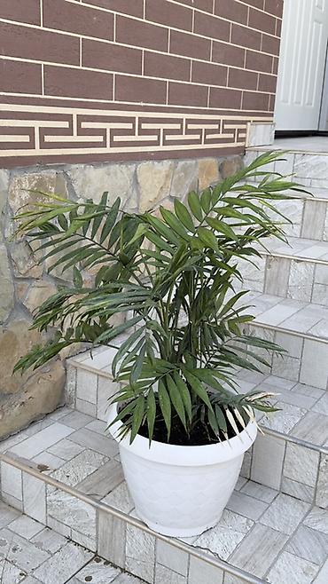 cha: Хамедорея (Chamaedorea elegans) в декоративном пластиковом кашпо - — 4