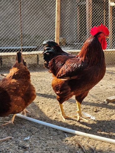 Xoruzlar: Tek 100 ayam zemani cut 200m .qap — 44