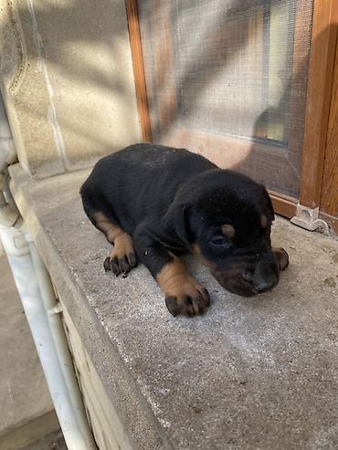 İtlər: Doberman, 1 ay, Dişi — 2
