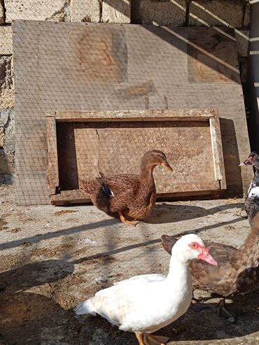 Ördəklər: 2 eded 6 ayliq yaxshi beslenmish ruan ordek(erkek dishi)cutu 125azn 5 -da lalafo.az — 17 Ördəklər: 2 eded 6 ayliq yaxshi beslenmish ruan ordek(erkek dishi)cutu 125azn 5 — 17