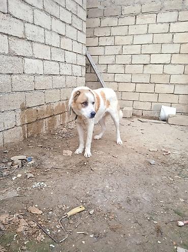 İtlər: Qurdbasar — 9